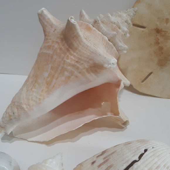 Seashells - Picture 2 of 4